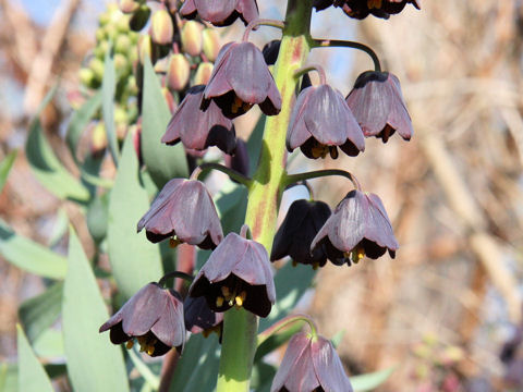 Fritillaria persica