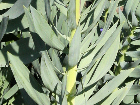 Fritillaria persica