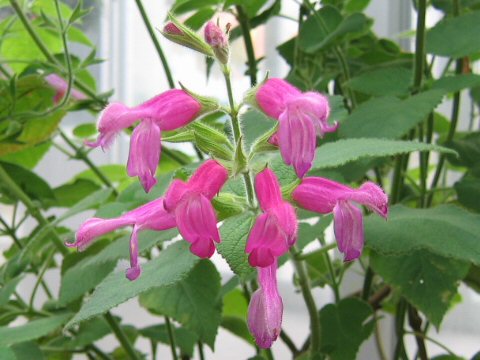 Salvia dorisiana