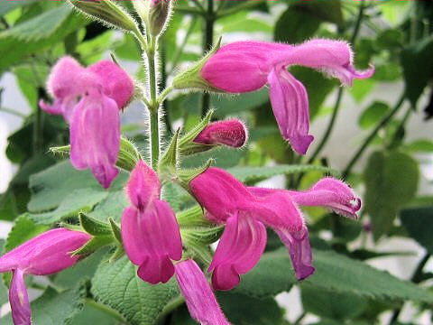 Salvia dorisiana