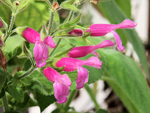 Salvia dorisiana