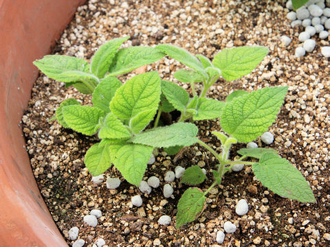 Salvia dorisiana