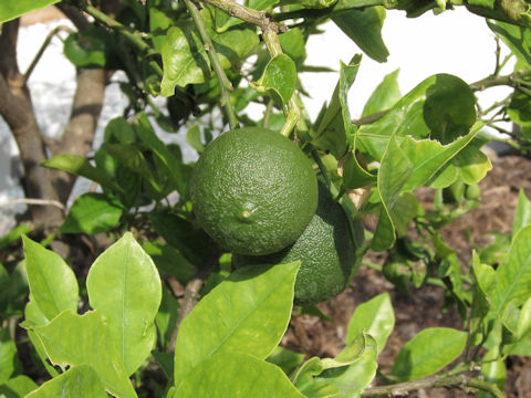 Citrus sp.