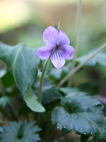 Viola eizanensis x Viola phalacrocarpa