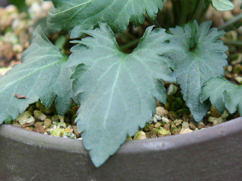 Viola eizanensis x Viola phalacrocarpa