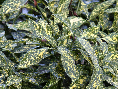 Aucuba japonica cv. Variegata