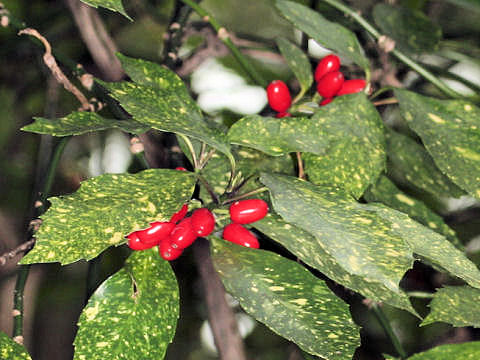 Aucuba japonica cv. Variegata