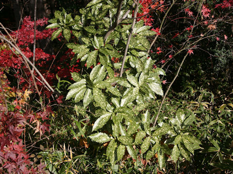 Aucuba japonica cv. Variegata