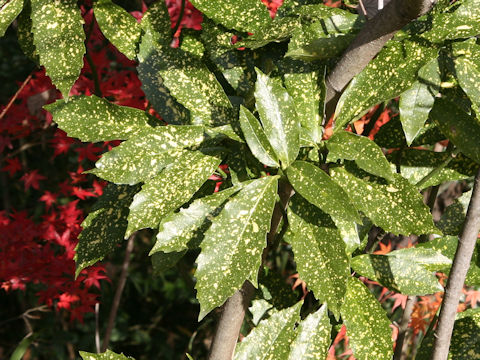Aucuba japonica cv. Variegata