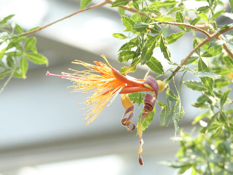 Adansonia fony