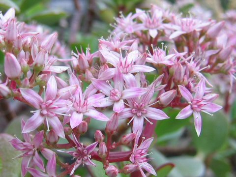 Crassula portulacea