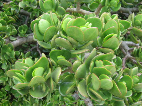 Crassula portulacea