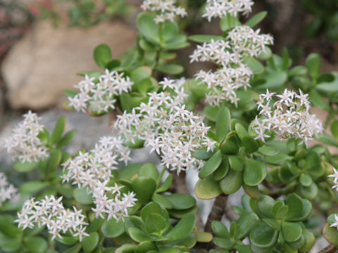 Crassula portulacea