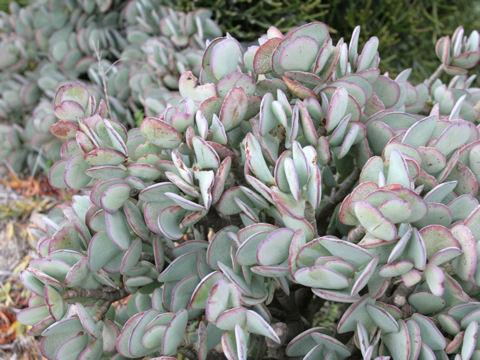 Crassula portulacea