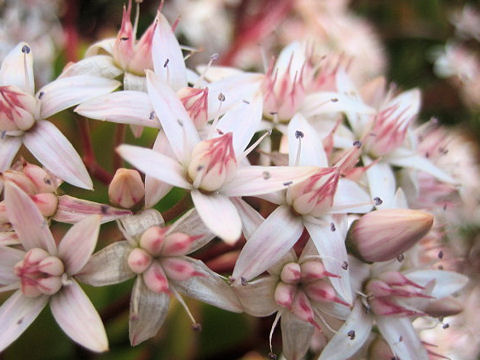 Crassula portulacea