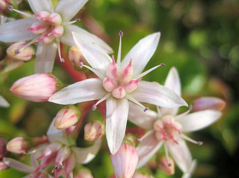 Crassula portulacea