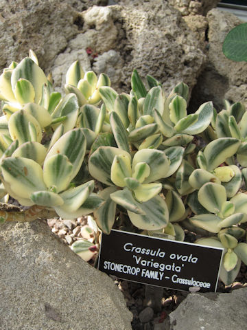 Crassula portulacea cv. Variegata