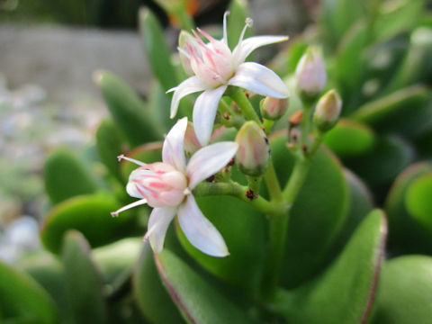 Crassula portulacea