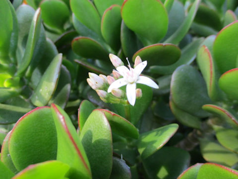 Crassula portulacea