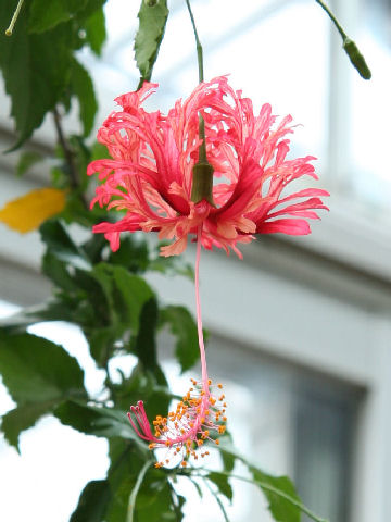 Hibiscus schizopetalus