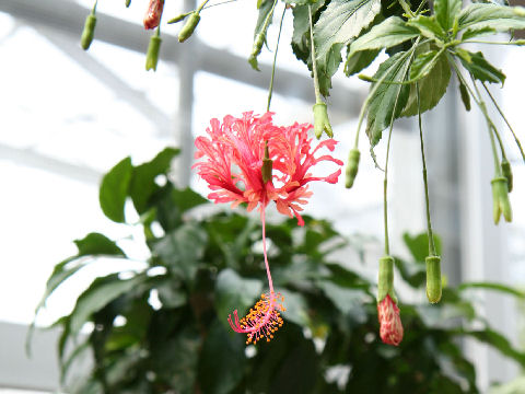 Hibiscus schizopetalus