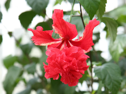 Hibiscus schizopetalus cv. Pagoda