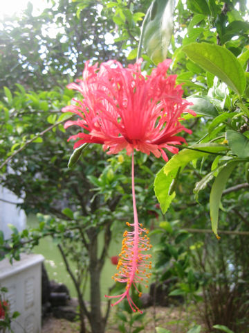 Hibiscus schizopetalus