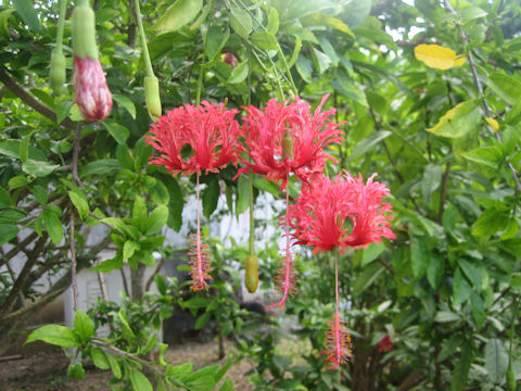 Hibiscus schizopetalus