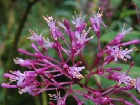 Fuchsia arborescens