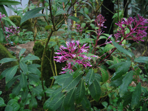 Fuchsia arborescens