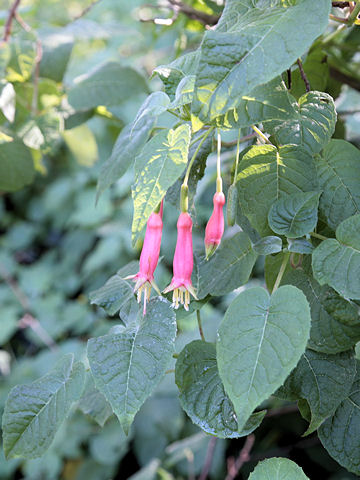 Fuchsia fulgens