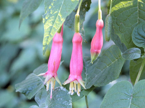 Fuchsia fulgens