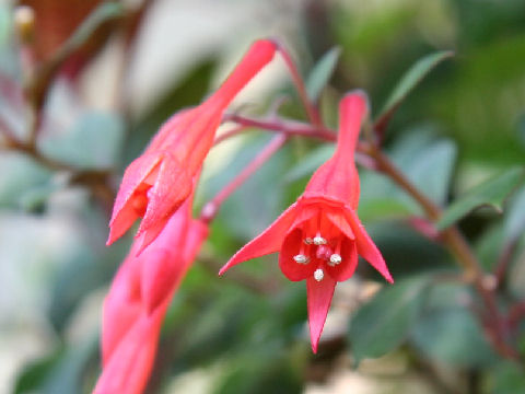 Fuchsia triphylla cv. Koralle