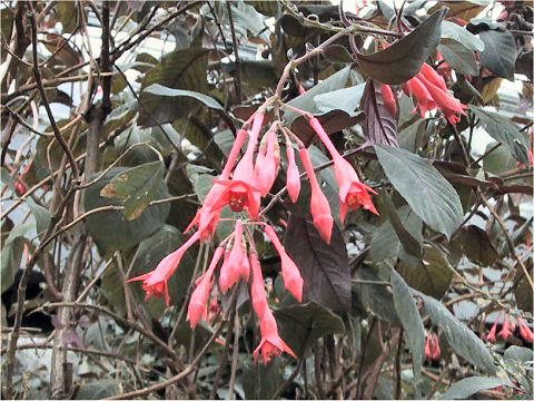 Fuchsia triphylla cv. Gartenmeister Bohnstedt