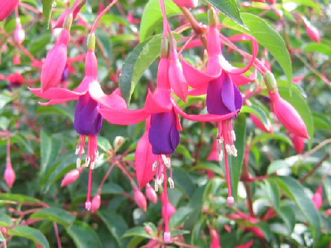 Fuchsia cv. Angel's Earring