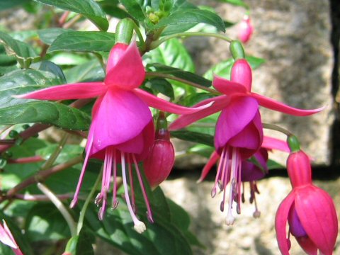 Fuchsia cv. Empress of Prussia