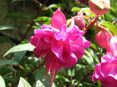 Fuchsia cv. Winston Churchill