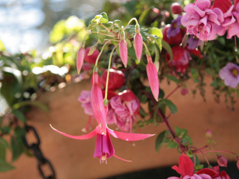 Fuchsia hybrida