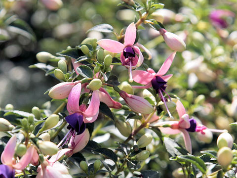 Fuchsia hybrida