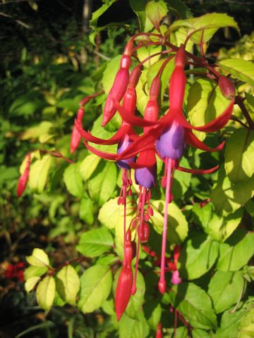 Fuchsia hybrida