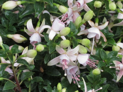 Fuchsia hybrida