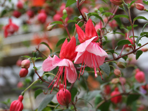 Fuchsia hybrida