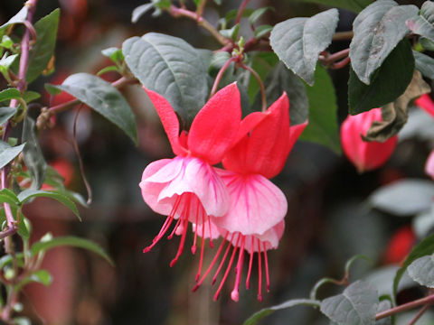 Fuchsia hybrida