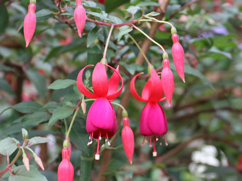 Fuchsia hybrida