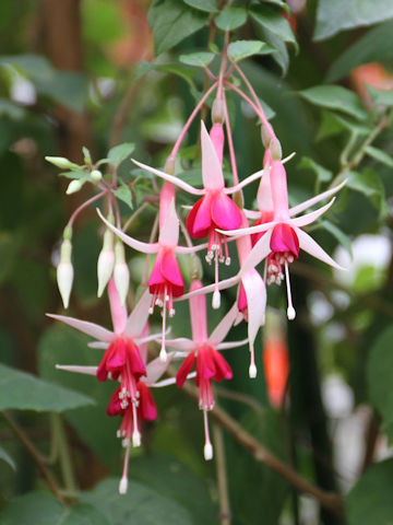 Fuchsia hybrida