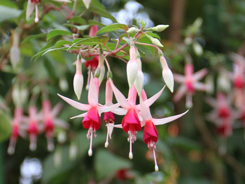 Fuchsia hybrida