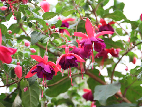 Fuchsia hybrida