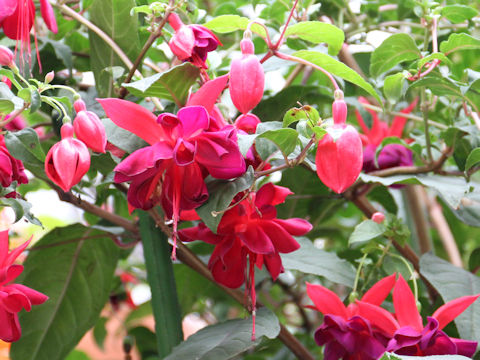 Fuchsia hybrida