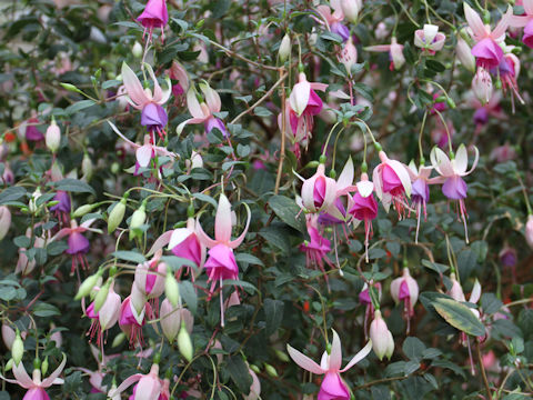 Fuchsia hybrida