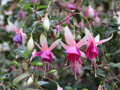 Fuchsia hybrida